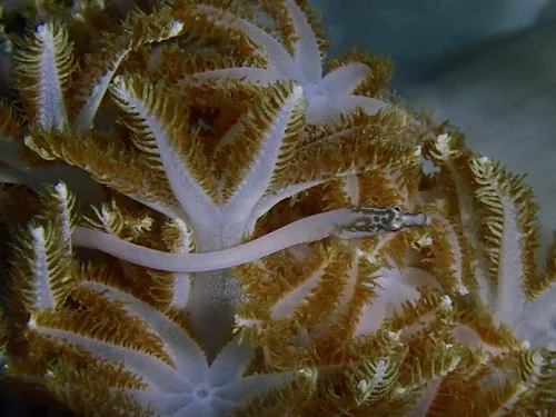 Herre’s pipefish (Siokunichthys herrei)