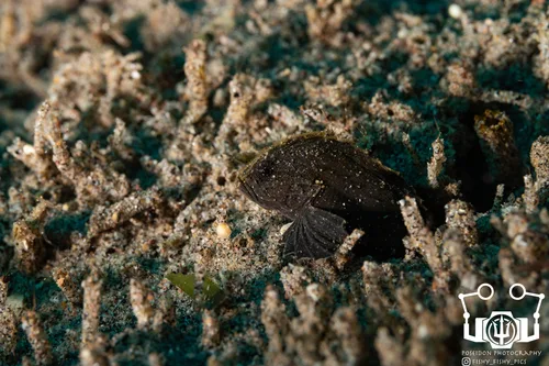 Bearded roguefish (Tetraroge barbata)