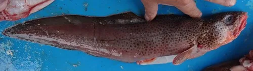 fore-spotted brotula (Brotula ordwayi)