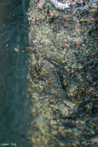 Avicennia snubnose goby (Pseudogobius avicennia)