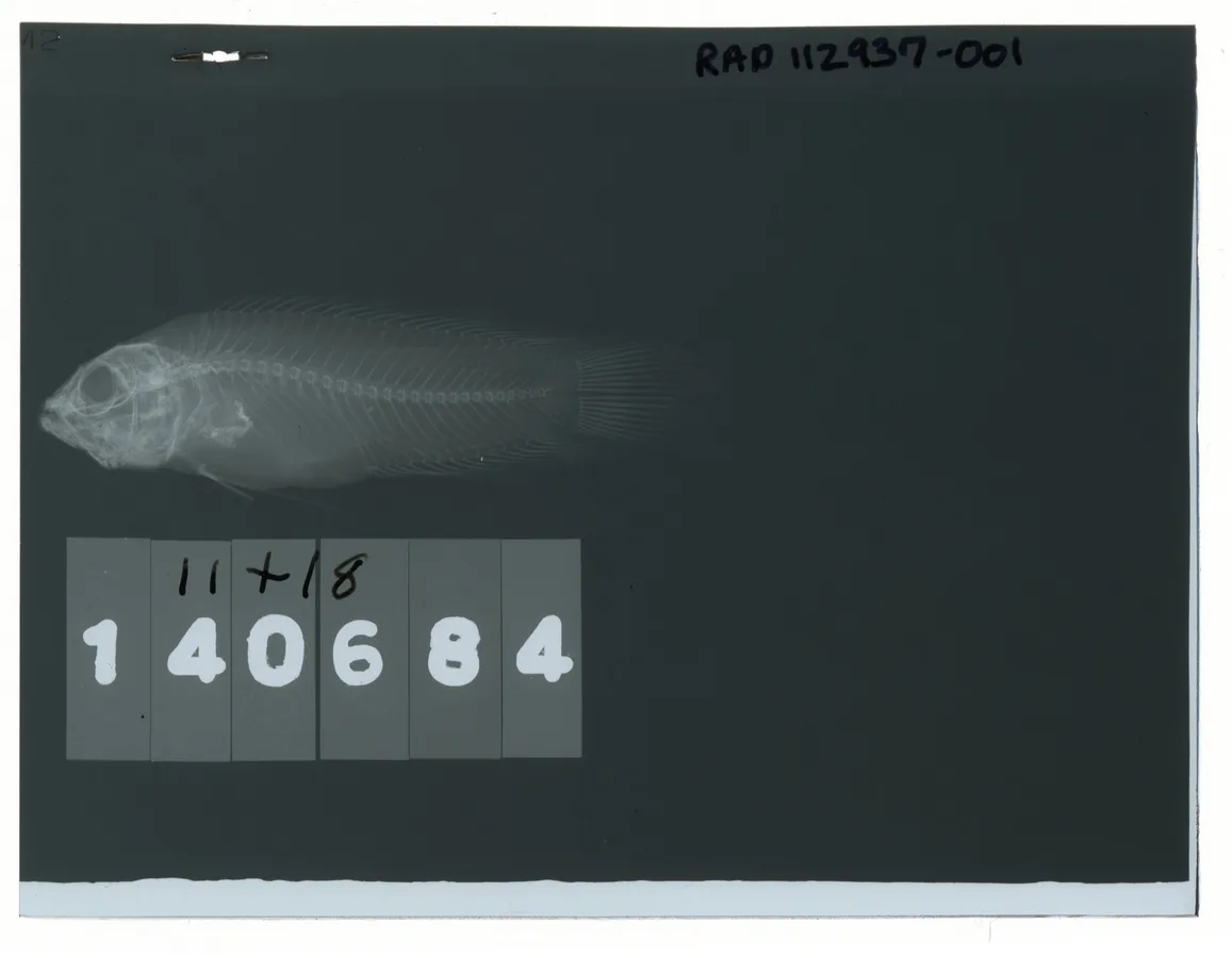 Pseudoplesiops typus 的物种图片