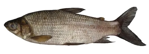 Pseudocurimata troschelii