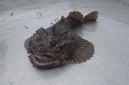 bigmouth sculpin (Hemitripterus bolini)