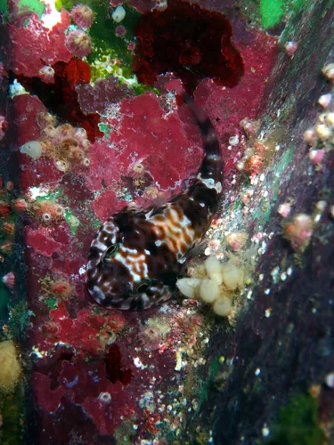 Galapagos clingfish (Arcos poecilophthalmos)