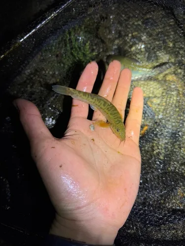 Paracanthocobitis mandalayensis 的物种图片