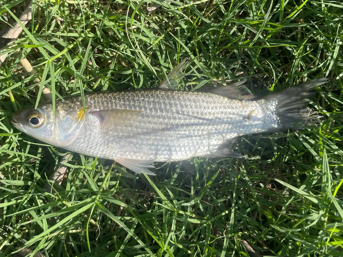 Gracilimugil argenteus 的物种图片
