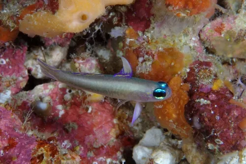 Sarah's fairygoby (Tryssogobius sarah)