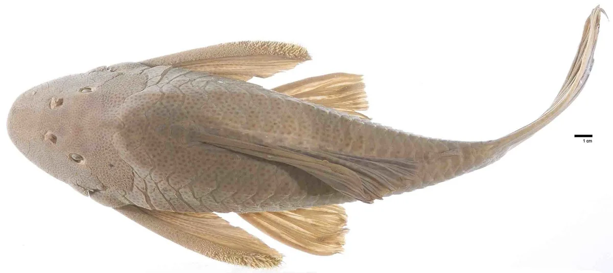Hemiancistrus maracaiboensis