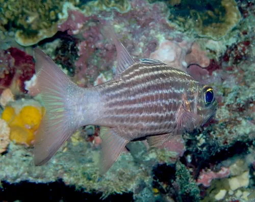 Intermediate cardinalfish (Cheilodipterus intermedius)