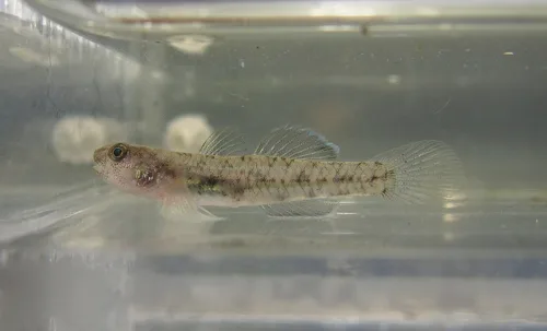 Masago snubnose goby (Pseudogobius masago)