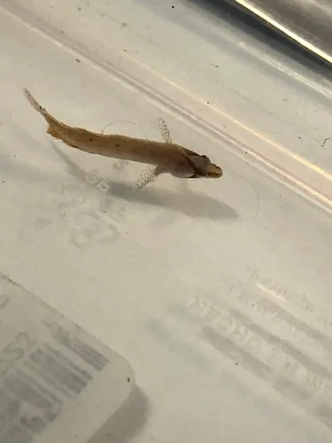 pink blenny (Paraclinus beebei)