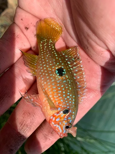 Blood-red Jewel Cichlid (Rubricatochromis lifalili)