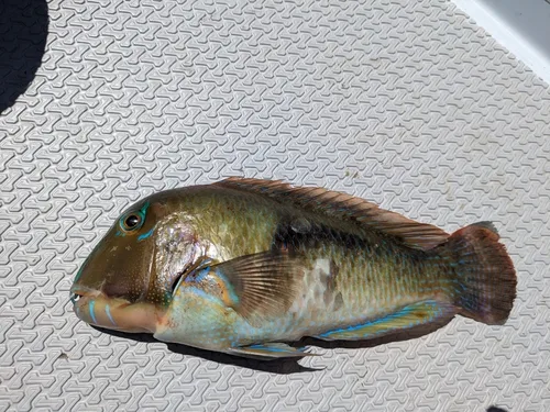 Purple tuskfish (Choerodon cephalotes)