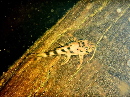 Forktail pleco (Peckoltia furcata)