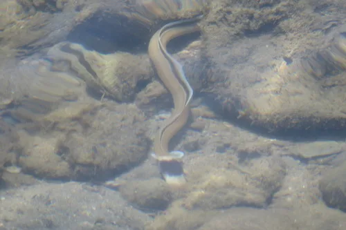 Dark-shouldered snake eel (Ophichthus cephalozona)