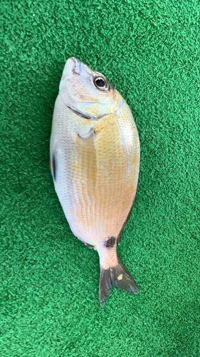 Diplodus kotschyi 的物种图片