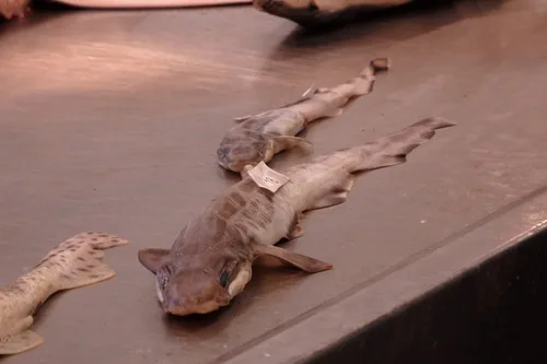 blackmouth catshark (Galeus melastomus)