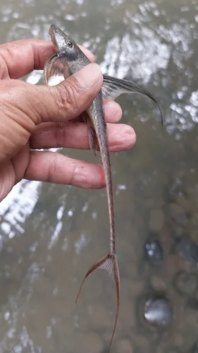 Lamontichthys llanero 的物种图片
