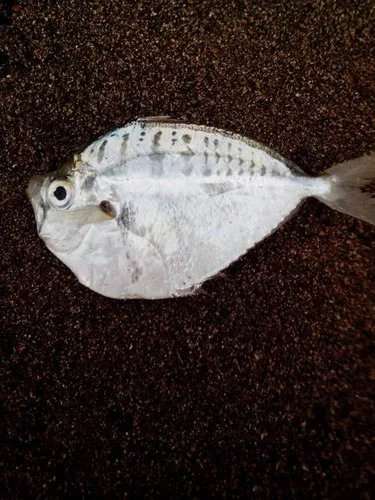 Deveximentum ruconius 的物种图片