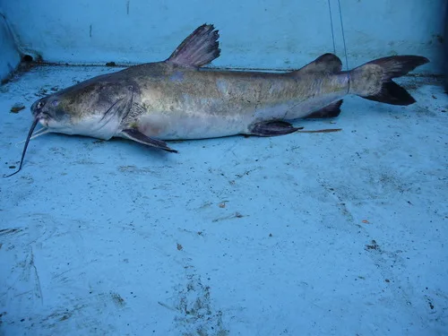 congo sea catfish (Cathorops fuerthii)