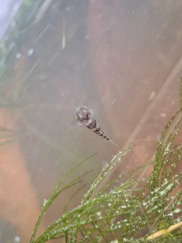 Mekong dwarf goby (Brachygobius mekongensis)
