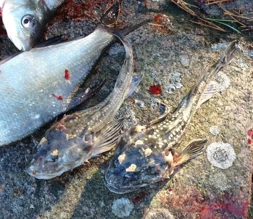fourhorn sculpin (Myoxocephalus quadricornis)