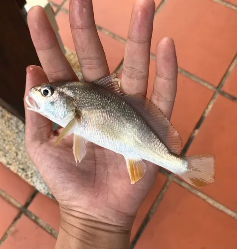 Johnius carouna 的物种图片