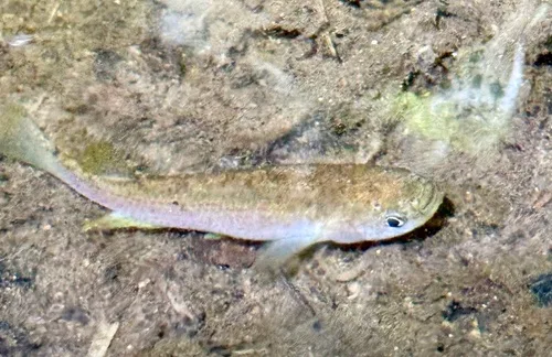 Killifish (Anablepsoides limoncochae)