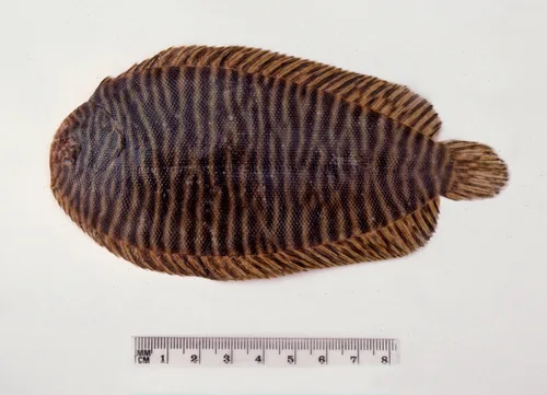 Narrowbanded sole (Synclidopus macleayanus)