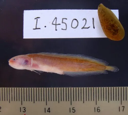 Fleshfish (Dermatopsis macrodon)