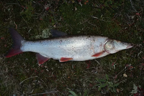 Redfin (Pseudaspius leptocephalus)