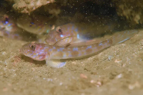 Scaly-nape tentacle goby (Oxyurichthys auchenolepis)