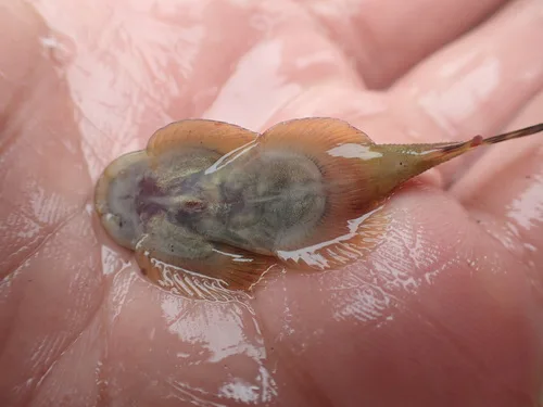 Pulin River Loach (Sinogastromyzon puliensis)