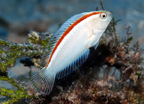 Halstead's sandy (Novaculops halsteadi)