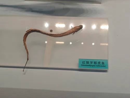 Rubicundus eelgoby (Odontamblyopus rubicundus)