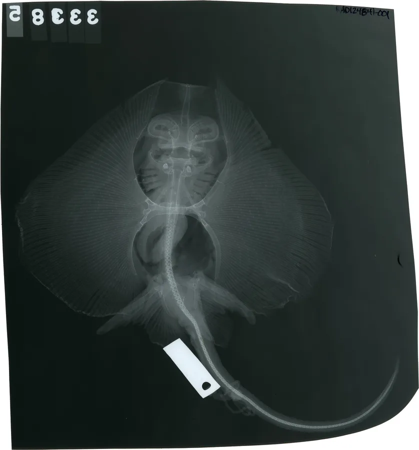 soft skate (Malacoraja spinacidermis)