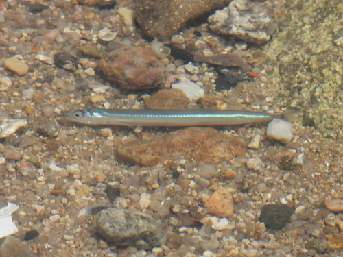 Ammodytes japonicus