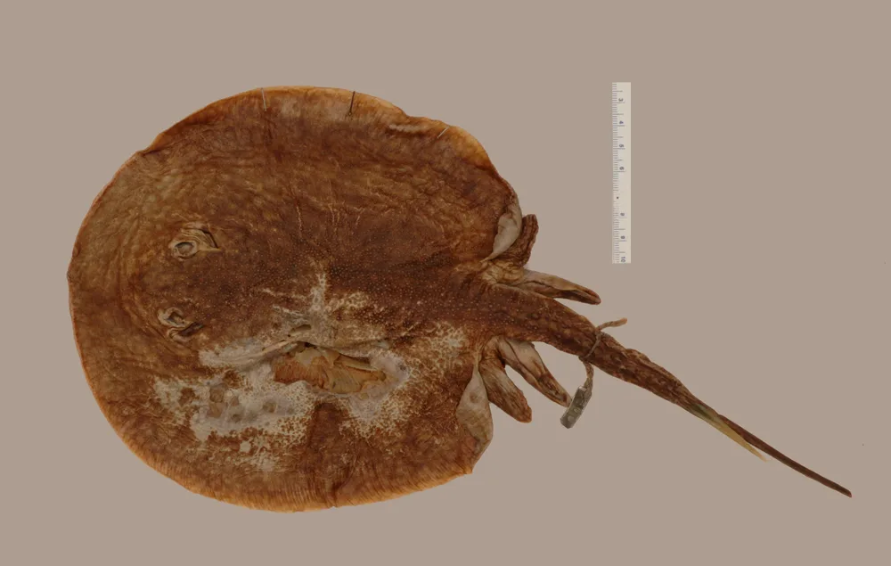 Potamotrygon signata 的物种图片