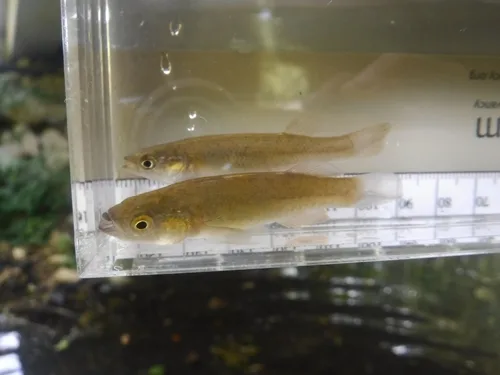 Fundulus julisia 的物种图片
