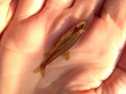 Multibar citharine (Nannocharax multifasciatus)