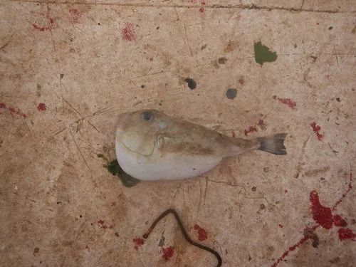 marbled puffer (Sphoeroides dorsalis)