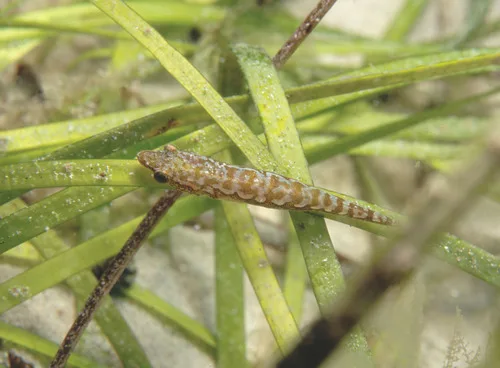 Queen Grass Clingfish (Melanophorichthys priscillae)