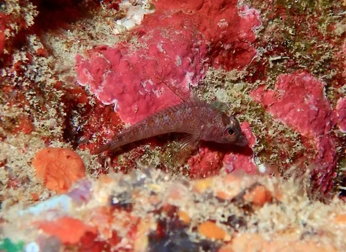 Norfolkia squamiceps 的物种图片