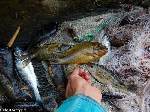 Petrochromis ephippium