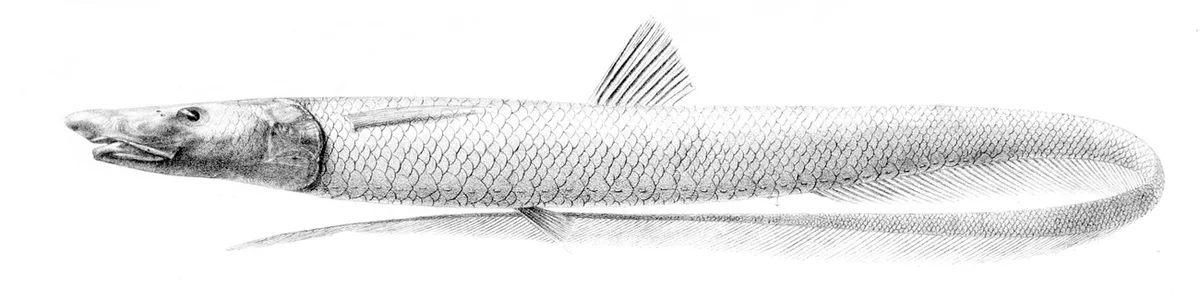 Aldrovandia phalacra 的物种图片