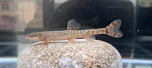 Kuschakewitsch loach (Iskandaria kuschakewitschi)