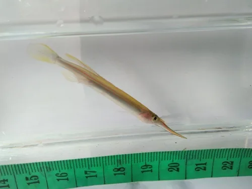 Long-finned Halfbeak (Hemirhamphodon phaiosoma)