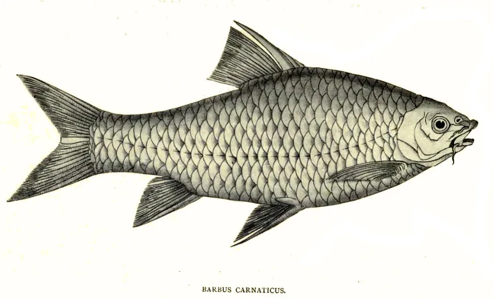 Carnatic Carp (Barbodes carnaticus)