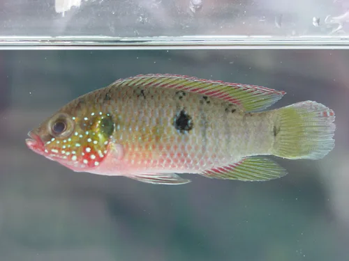 Congolese Jewel Cichlid (Rubricatochromis stellifer)