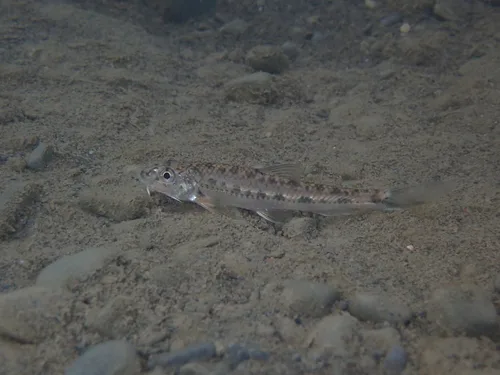 Gobiobotia kolleri